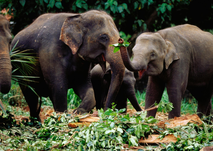 Glorious Sri Lanka