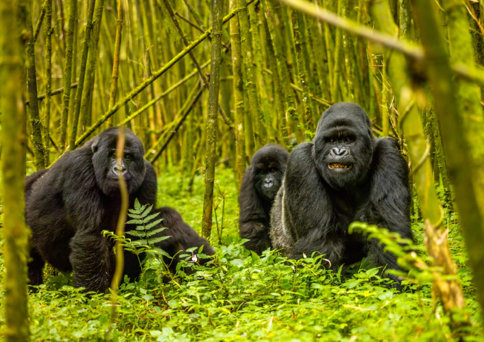 Gorilla Experience