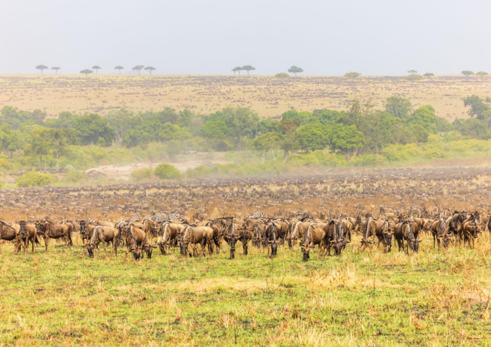 Kenya Classic tour highlight