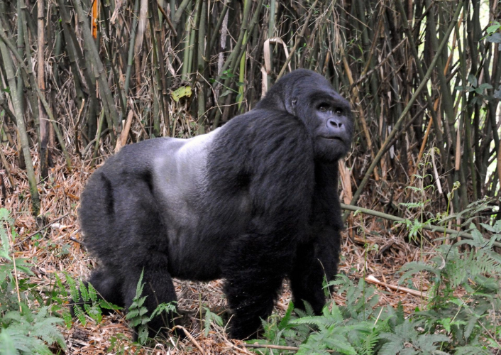 Rwanda Primate Experience tour highlight