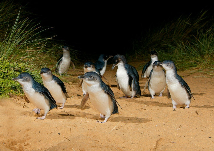 Scenic Australia tour highlight
