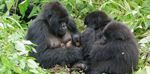 Rwanda tours